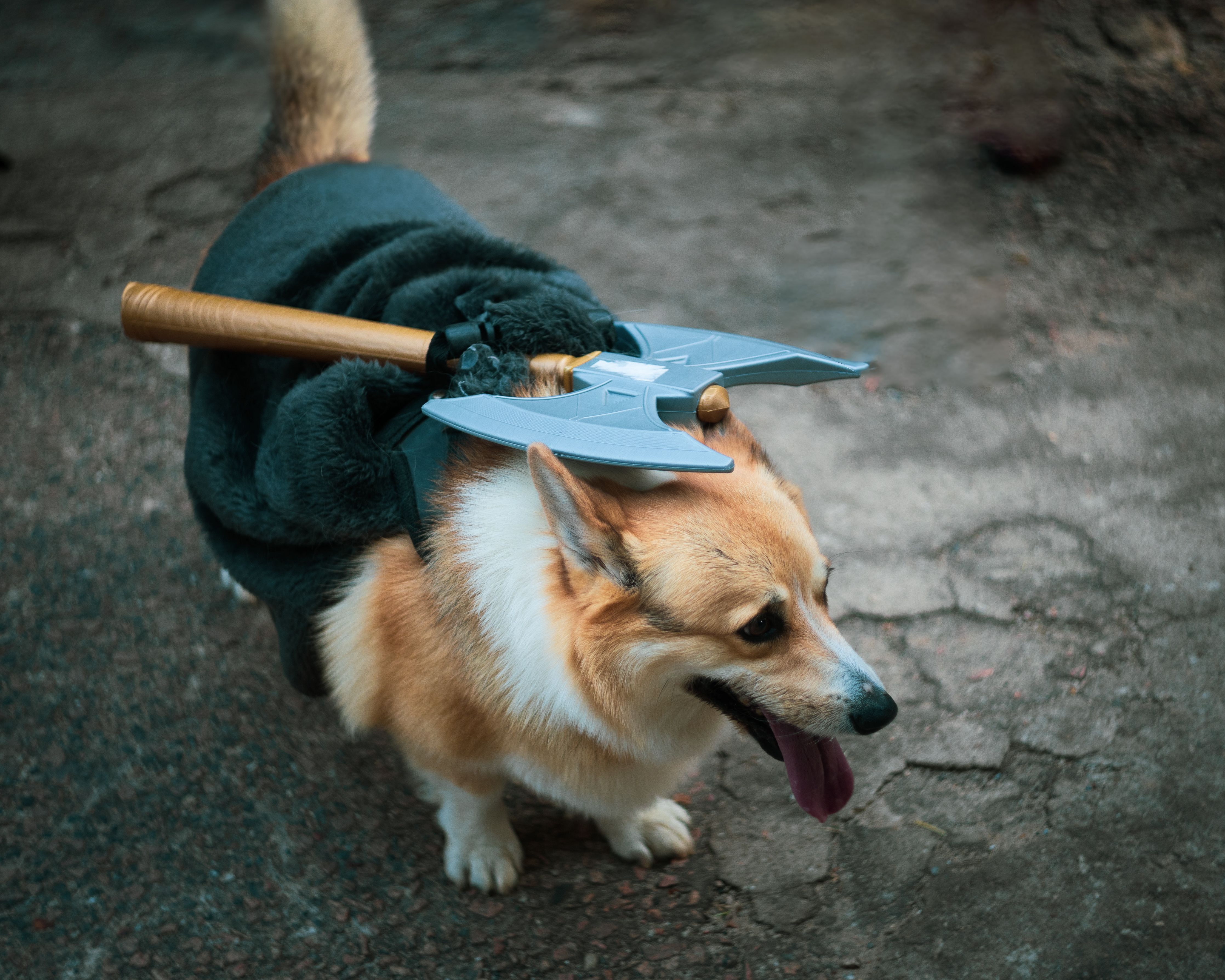 a corgi wearing a cloak and an axe